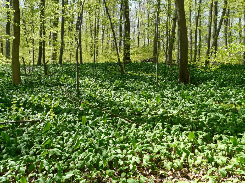 bear's garlic, forest, forest floor