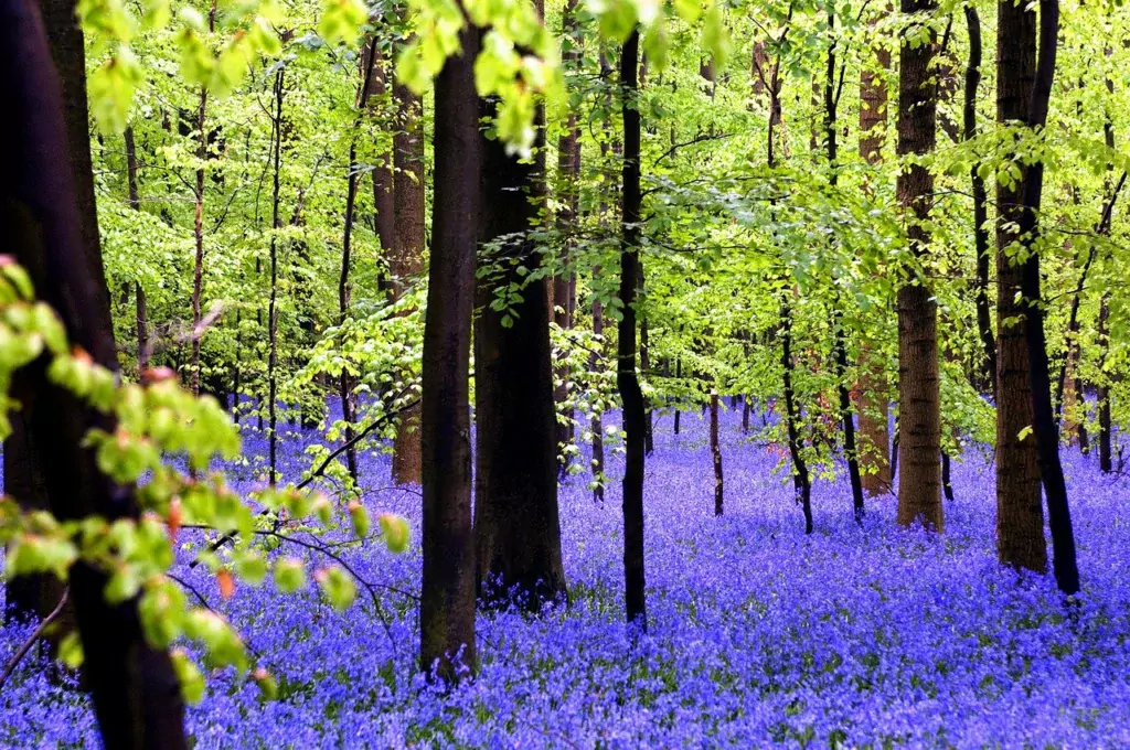 forest, hallerbos, nature