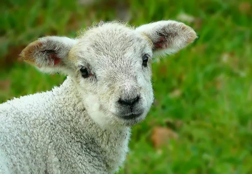 sheep, wool, animal